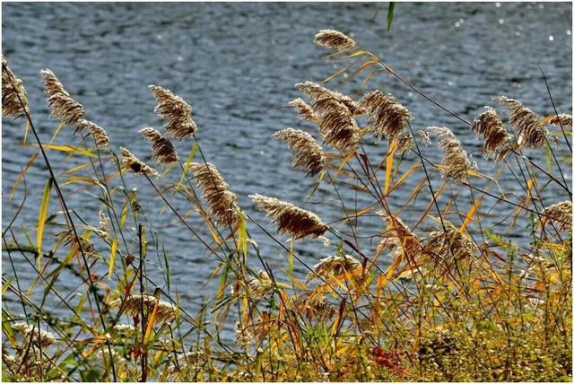 一眼心动！周末邂逅北京芦花漫舞，超有秋日feel~