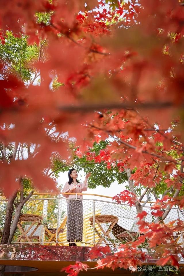红了！10月下旬至11月上旬，就在日照这里→