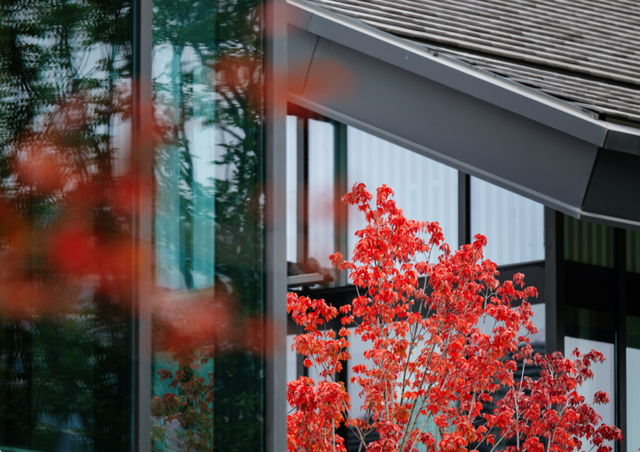 绝美！成都红枫进入最佳观赏期！线路来啦