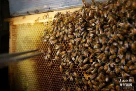 世界蜜蜂日：“520”，不止甜蜜！请善待它们……图片