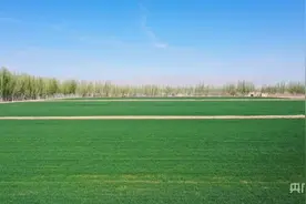 高质量发展“新”速度丨植保无人机成麦田春管新“主角”图片