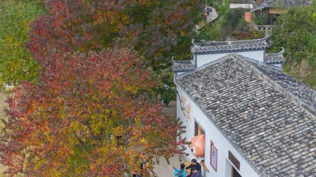 塔川红叶已进入最佳观赏期！你还不来吗？