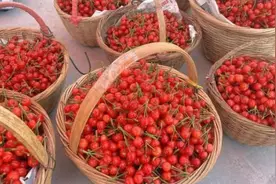 青岛2024樱桃节引市民游客游樱桃山尝樱桃鲜图片