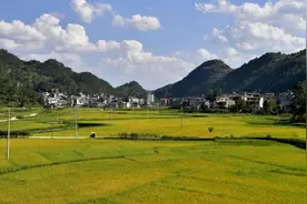 盘州市松官灌区改造项目金秋助农迎丰收图片