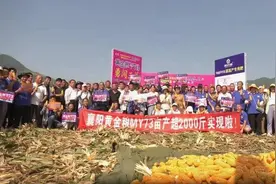 亩产1050.2公斤！保康黄金粮MY73玉米创湖北单产最高纪录图片