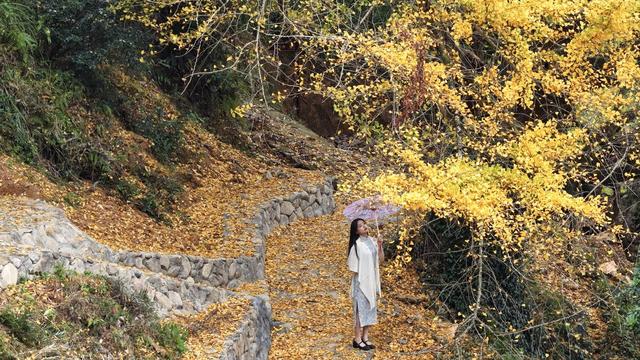 泉州：金叶万扇舞秋风