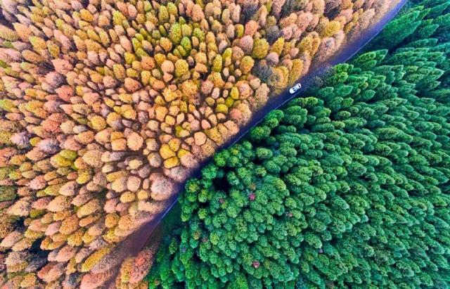 2025重庆红叶彩叶最佳观赏期预报出炉，快去打卡！