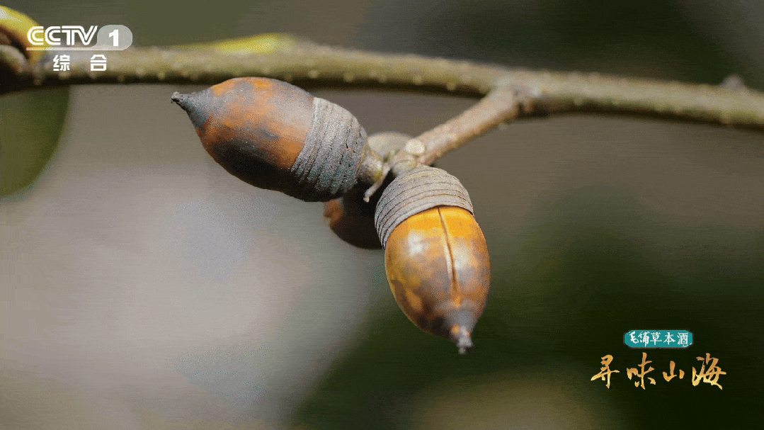 今天18:20！央视一套，看六安！
