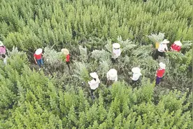 蕲艾基地迎来采收旺季图片