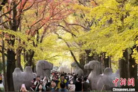 世界文化遗产南京明孝陵石象路色彩斑斓景如画图片