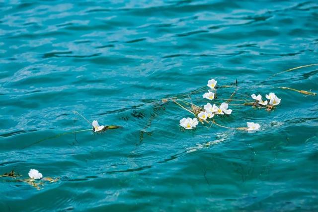 到了泸沽湖才知道……