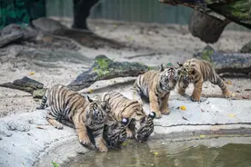 五“虎”临门，广州长隆孟加拉虎“五胞胎”首次亮相图片