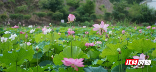 蒸湘“五计”绘蓝图·景区篇：抛砖引玉 让游赏体验更佳