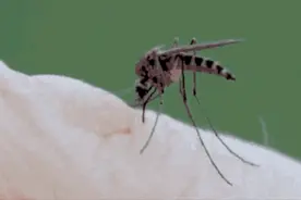 为什么秋天蚊子反而更多了图片