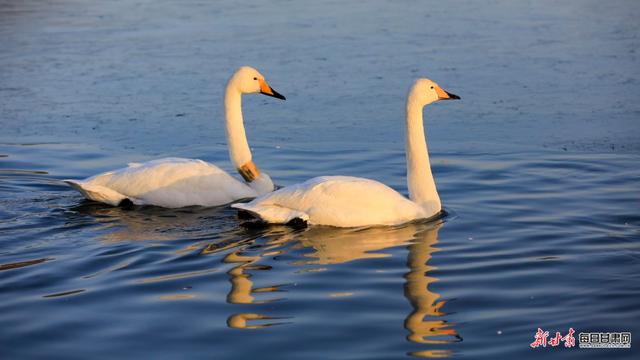张掖湿地公园演绎初冬唯美景色