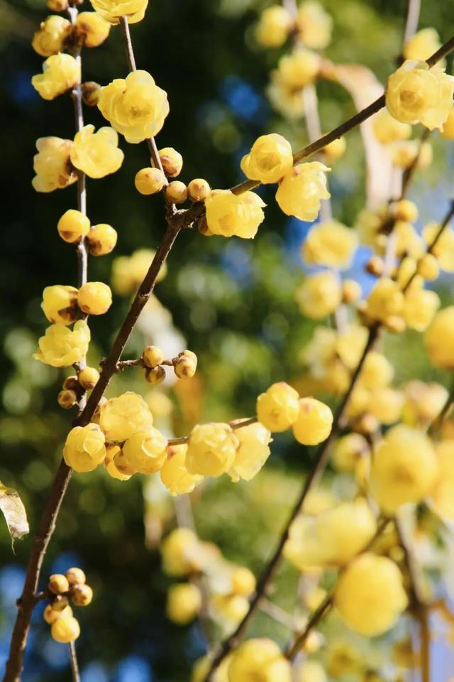 气温直冲20℃！第一波赏花的人已出发