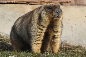 《哪吒2》登顶，带火土拨鼠成新晋“网红”图片