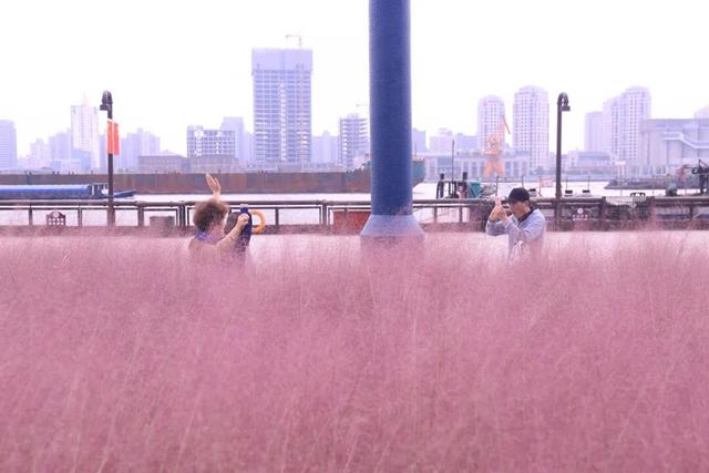 粉色“薄雾”弥漫，荻花飘逸洒脱……申城观赏草进入“最佳赏味期”