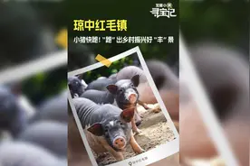 宝藏小镇·寻宝记丨琼中红毛镇：小猪快跑！ “跑”出乡村振兴好“丰”景图片