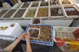 知了猴身价赶超海鲜！临沂掀起“摸蝉热”，金蝉吃出“新花样”图片