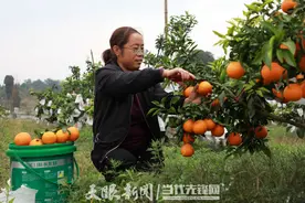 遵义喻河村: 柑橘成熟上市图片