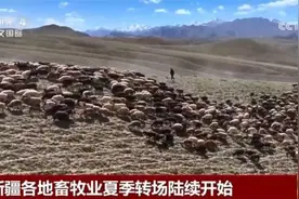 新疆各地畜牧业夏季转场陆续开始，“最美转场路”上多种服务“到位”图片