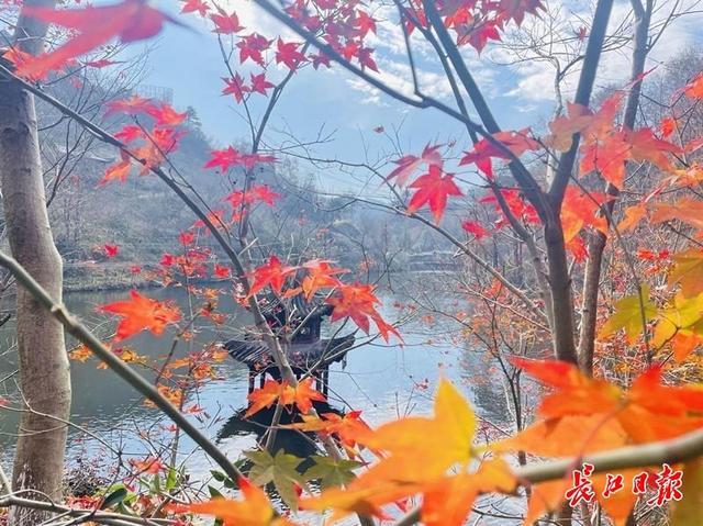黄陂清凉寨红叶观赏季人气暴增，单日客流量破万，周边民宿入住率达95%