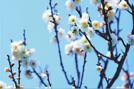 古诗词中的春花——情景年来无限好图片