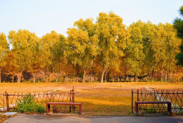 惊艳！身边的北京秋景“天花板”来了！