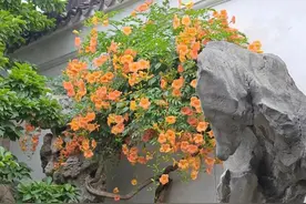 花有约无尽夏！苏州发布凌霄观赏地图图片
