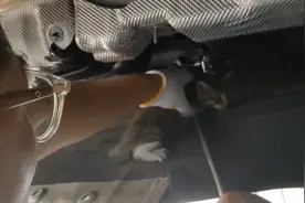 “救猫行动”！下班自驾回家发现汽车底盘藏了只小猫，这名民警的举动让人暖心图片