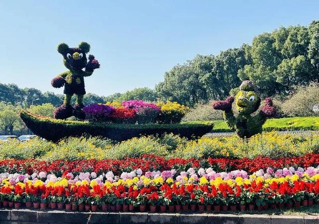 4.9万盆菊花藏在这儿！快来打卡~