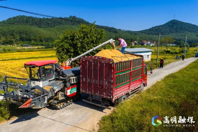 限定浪漫！高明晚稻收割忙，“丰”景美如画