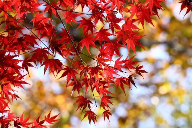 栖霞山新顶流，中式浪漫藏不住了！