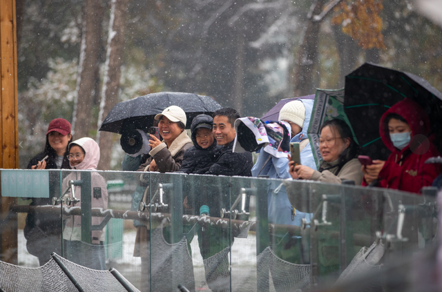 “白雪滤镜”加持，哈尔滨美成童话！熊猫撒欢、雪映枫叶，一起看雪趣大片——