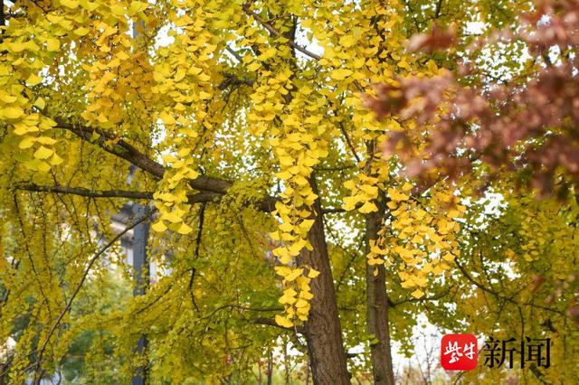 银杏季来了！解锁古城限定冬日玩法