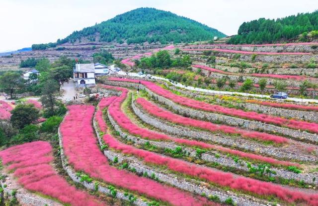 四季流转 多彩枣庄 | 云霞落梯田 粉黛乱子草织就山间浪漫