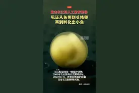 直击长江鲟人工繁育现场 见证从鱼卵到受精卵再到孵化出小鱼图片