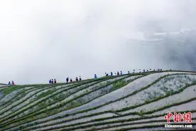 广西龙胜：云雾梯田醉游人图片