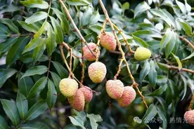 全国最早熟！云南元江“三月红”荔枝甜蜜上市图片