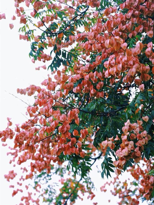 心动！宿城又涨“粉”了