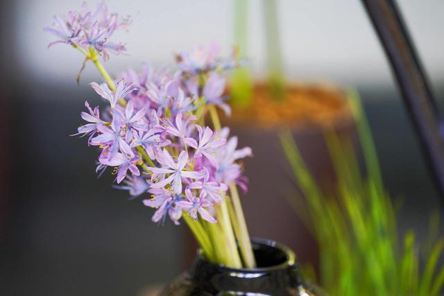 不止“彼岸花”，杭州植物园百万株石蒜花开，西湖景区还藏着不少观赏点