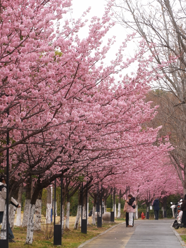 突然全“粉”了！在无锡，提前半个月！