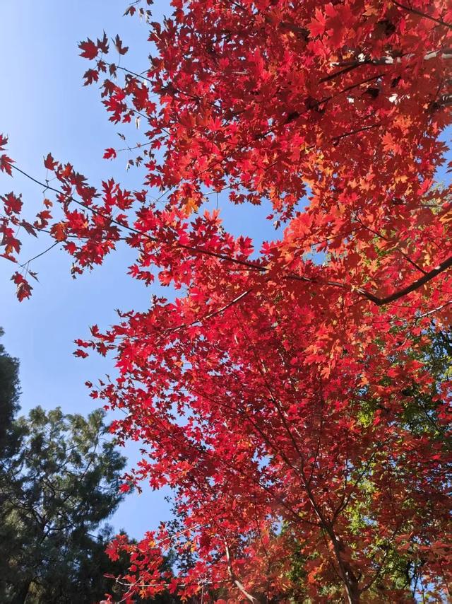 周末带娃赏秋，请收好这份市属公园彩叶地图