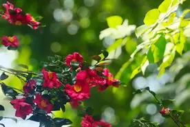 大城名园 万物和谐｜又到一年花开时！“花中珍品”等你赏图片