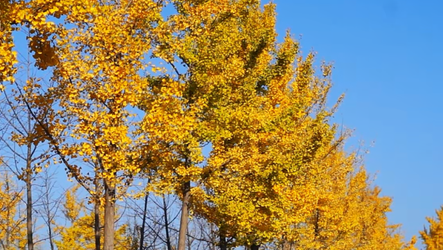 山西的秋天，藏着古建与山水的双向奔赴