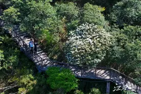 三清杜鹃盛开  云端花海惊艳图片