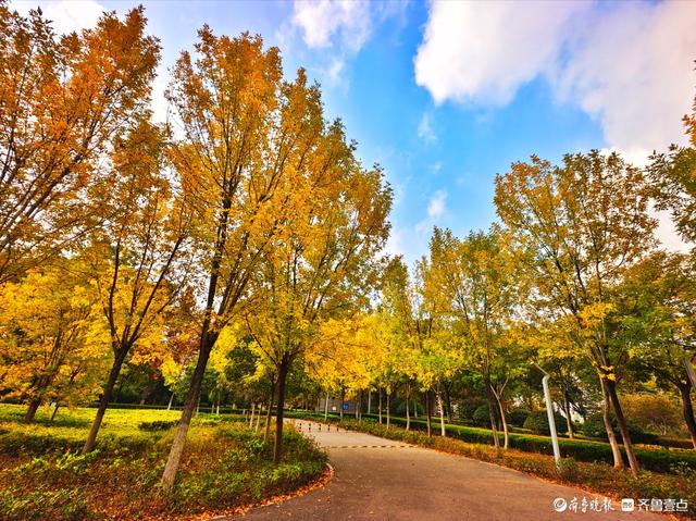 沂河岸边秋景美，抬眸尽是好风光