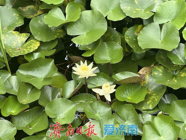 一年四季 泉在济南丨初秋泉城添雅趣 百花公园莲正开