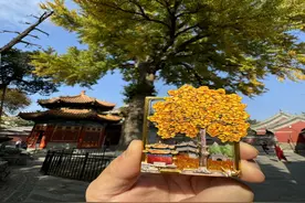 又一款文创冰箱贴火了！动态流沙银杏叶冰箱贴定格秋景图片